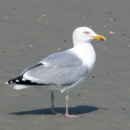 ferienwohnung-cuxhaven-moewe-1